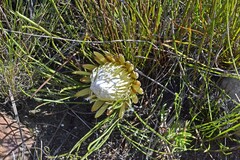 Protea scorzonerifolia