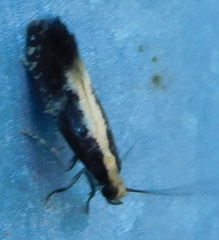 Monopis obviella