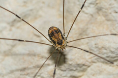 Leiobunum limbatum