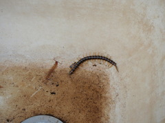 Scolopendra