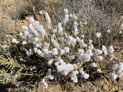 Eriocephalus ericoides