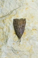 Hypena rostralis