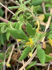 Tetragonia