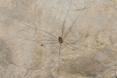 Leiobunum limbatum