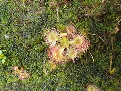 Drosera spatulata