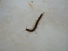 Scolopendra