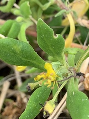 Tetragonia