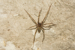 Tegenaria ferruginea