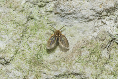 Clogmia albipunctata