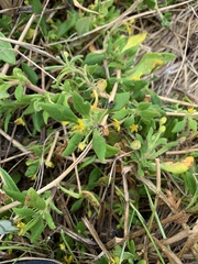 Tetragonia