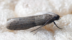 Cadra cautella