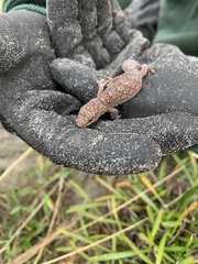 Christinus marmoratus