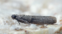 Cadra cautella