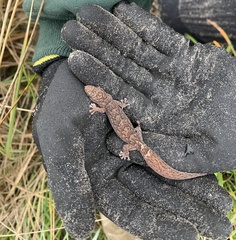 Christinus marmoratus