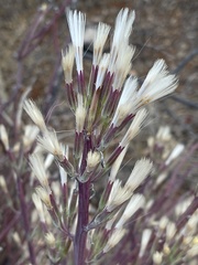 Kleinia longiflora