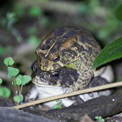 Sclerophrys gutturalis