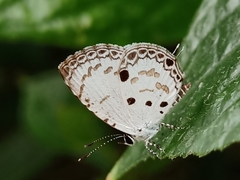 Megisba malaya sikkima