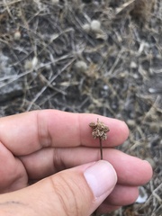 Sanguisorba verrucosa