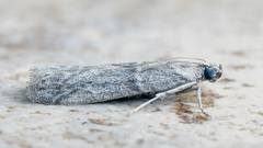 Cadra furcatella