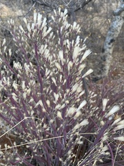 Kleinia longiflora