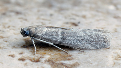 Cadra furcatella
