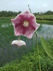 Oxystelma esculentum