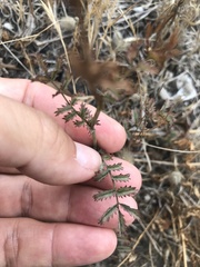 Sanguisorba verrucosa