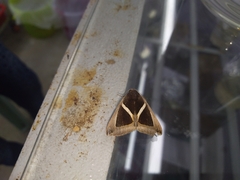 Chalciope mygdon