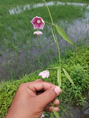 Oxystelma esculentum