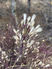 Kleinia longiflora