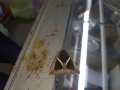 Chalciope mygdon