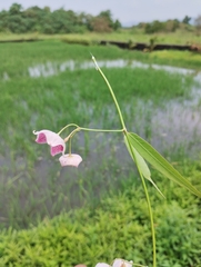 Oxystelma esculentum