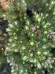Ozothamnus turbinatus