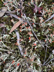 Cladonia floerkeana