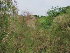 Oxystelma esculentum