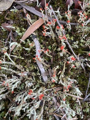 Cladonia floerkeana