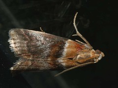 Acrobasis repandana