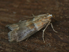 Acrobasis repandana