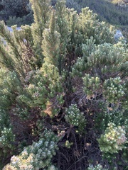 Ozothamnus turbinatus