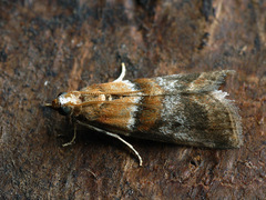 Acrobasis repandana