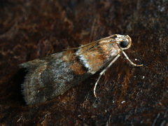 Acrobasis repandana