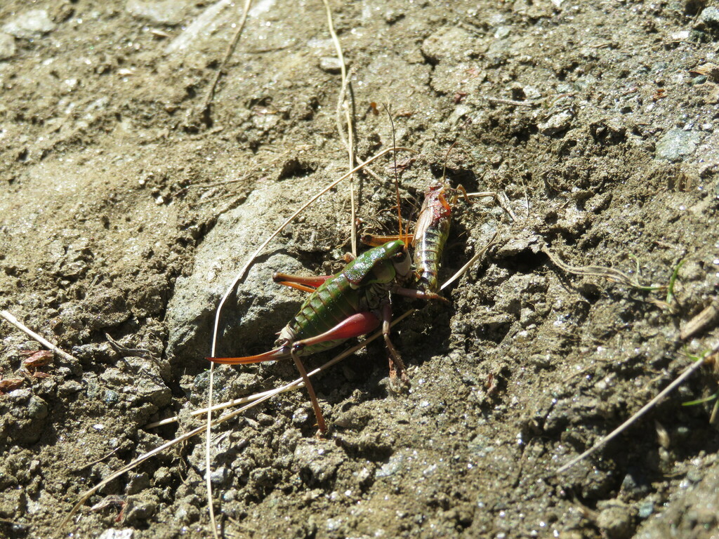 Eastern Alpine Bush-cricket