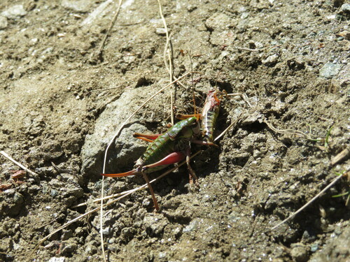 Eastern Alpine Bush-cricket