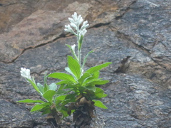 Cremnothamnus thomsonii