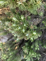 Ozothamnus turbinatus