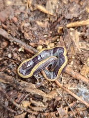 Caenoplana