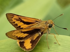 Cephrenes trichopepla