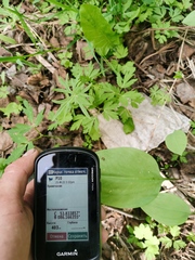 Erythronium sibiricum