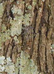 Cicada orni