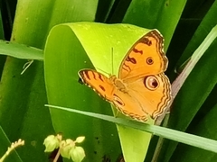 Junonia almana